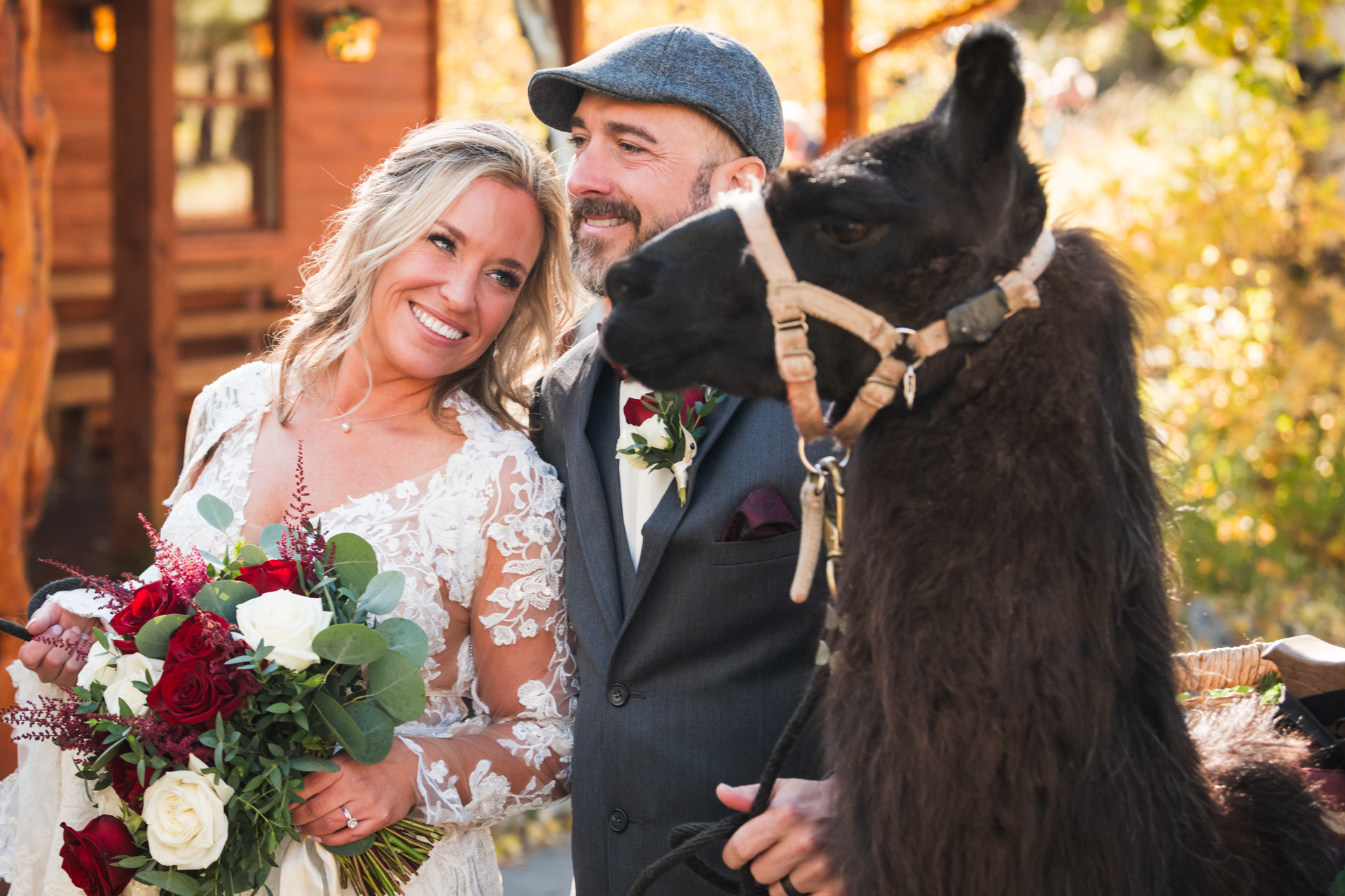 Bride smiles at beer llamas at Wild Basin Lodge, Estes Park, Colorado Bride smiles at beer llamas at Wild Basin Lodge, Estes Park, Colorado