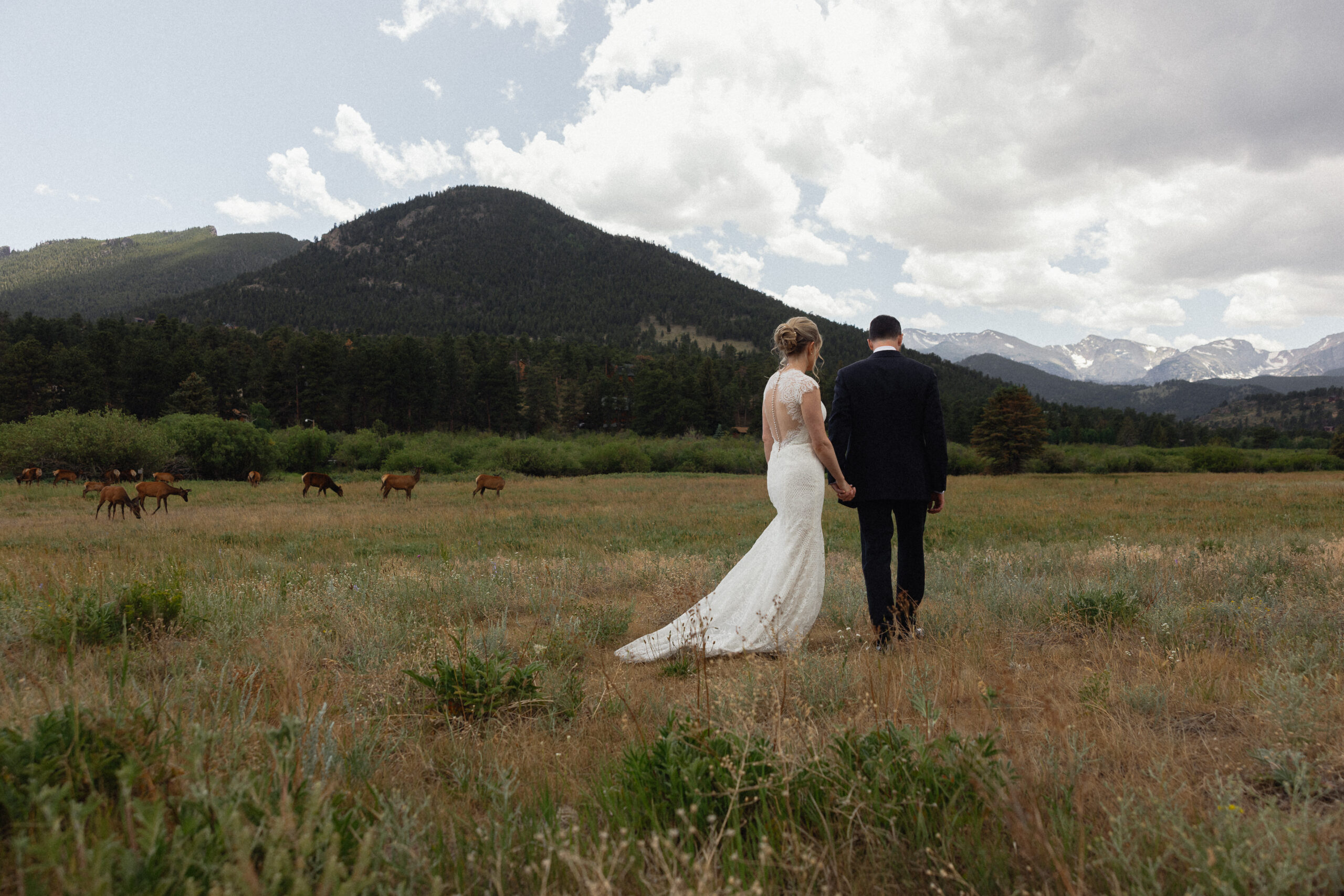 Wedding couple walking in the mountains of Rocky Mountain National Park with an elk herd